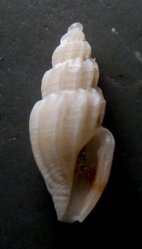 Conidae  nel Mediterraneo : Genere Mangelia